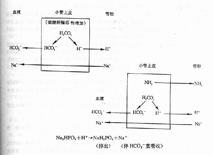 糖尿病时酮体生成增多的机制