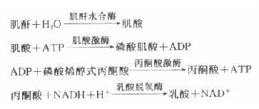 肾小球滤过率与血肌酐、尿素浓度的关系