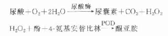 肾小球滤过率与血肌酐、尿素浓度的关系