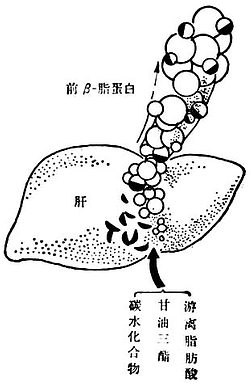 肝脏中的内源甘油三酯的生成