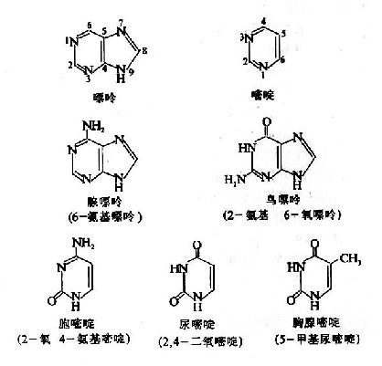 核酸的组成