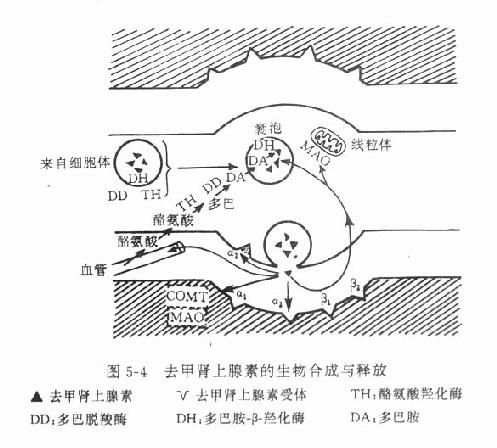 证明迷走神经兴奋时释放递质的双蛙心实验