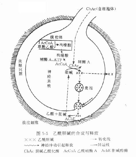 证明迷走神经兴奋时释放递质的双蛙心实验