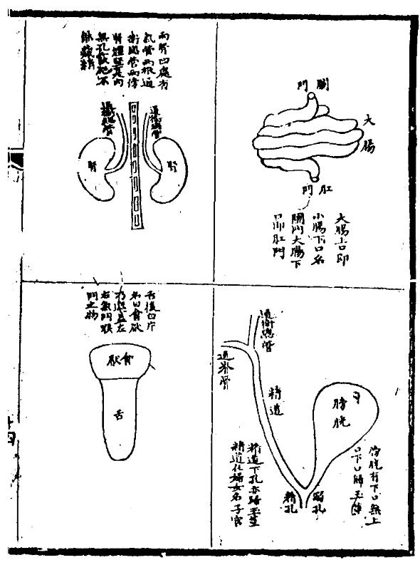 亲见改正脏腑图-5