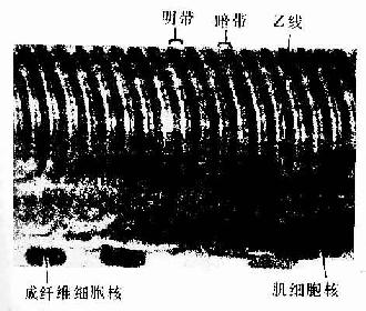 人骨骼肌纤维纵切面