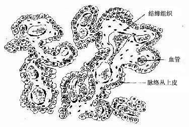 脉络丛