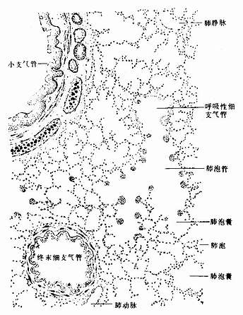肺