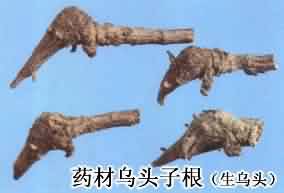 川乌