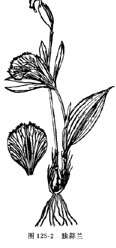 山慈菇