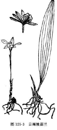 山慈菇