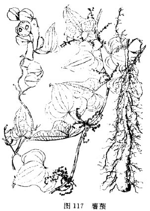 山药