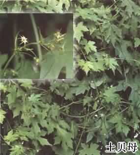 土贝母